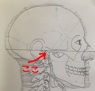 頭と背骨の接点